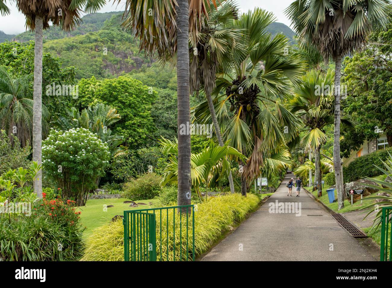 Jardin botanique de Victoria, île Mahé, Seychelles Banque D'Images
