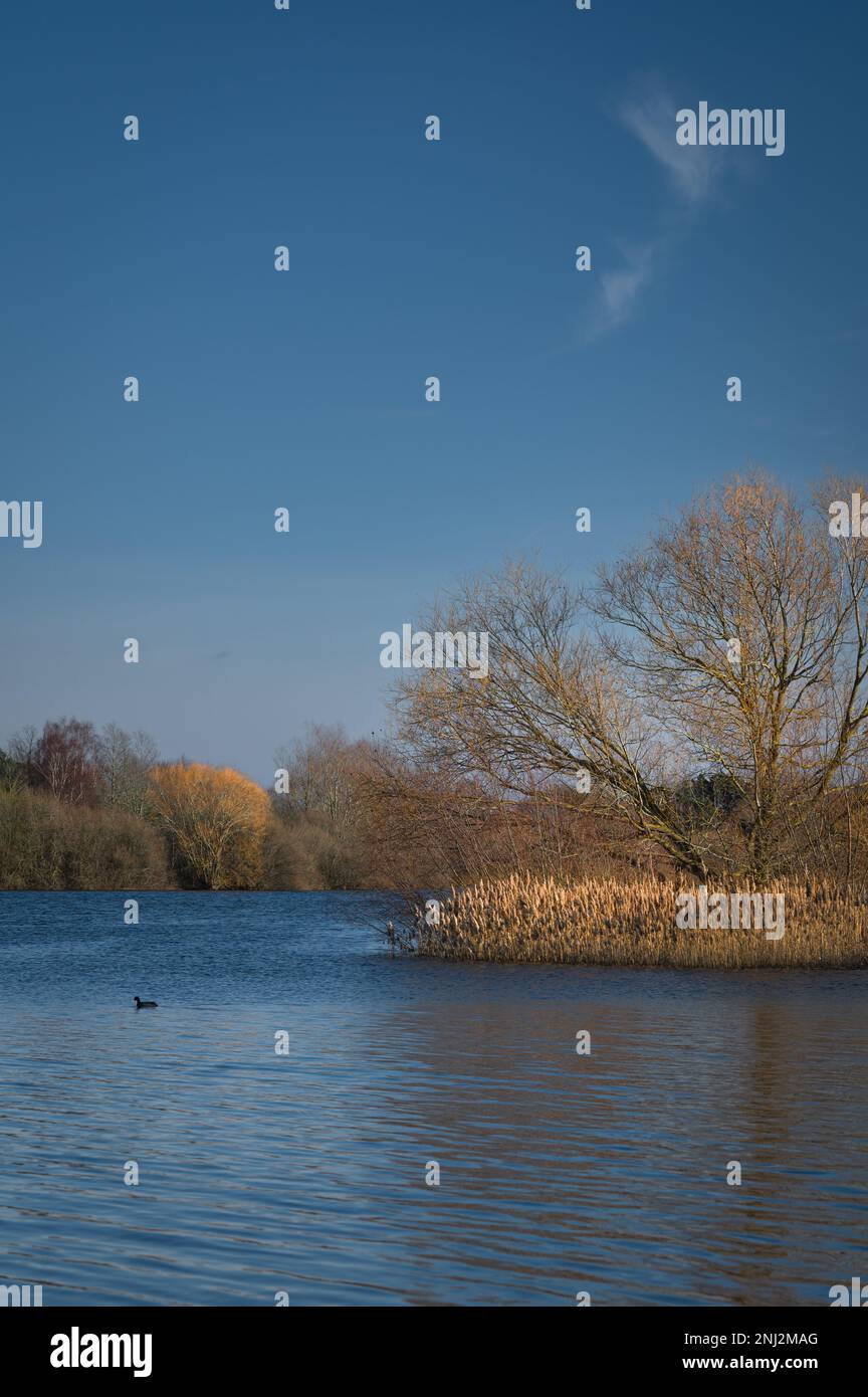 Alton Water (Alton Reservoir) lors d'une journée ensoleillée en février. Couleurs chaudes des arbres, ciel bleu. Banque D'Images
