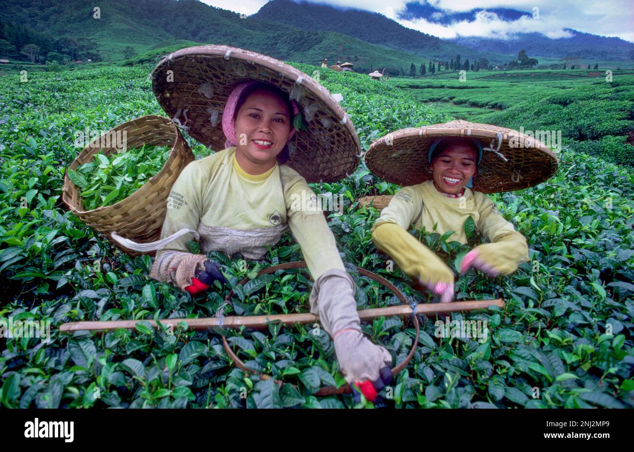 Indonésie, Java. Les femmes cueillant du thé. Banque D'Images