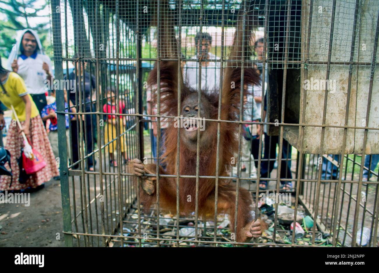 Indonésie, Java, Baturaden. Orang Utan dans le zoo. Banque D'Images