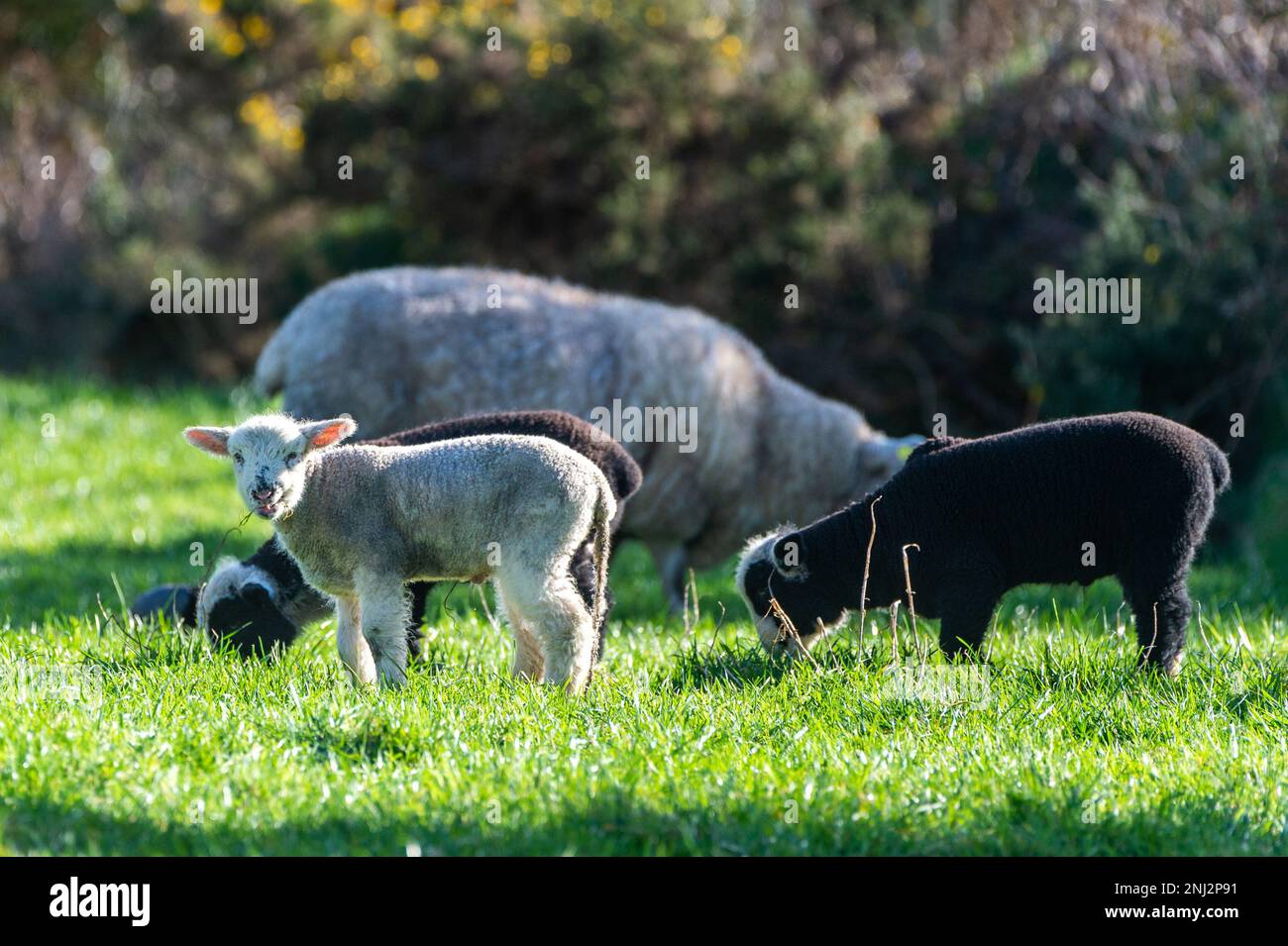 Schull, West Cork, Irlande. 22nd févr. 2023. Ce matin, un troupeau de moutons et d'agneaux se couche sous le soleil du printemps à Schull. Crédit : AG News/Alay Live News Banque D'Images