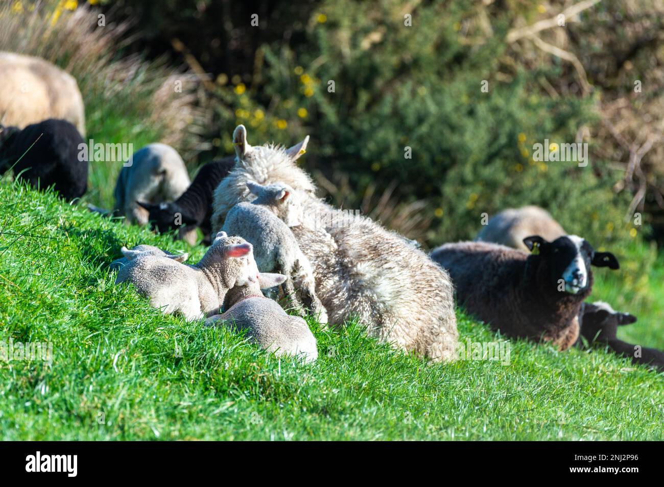 Schull, West Cork, Irlande. 22nd févr. 2023. Ce matin, un troupeau de moutons et d'agneaux se couche sous le soleil du printemps à Schull. Crédit : AG News/Alay Live News Banque D'Images