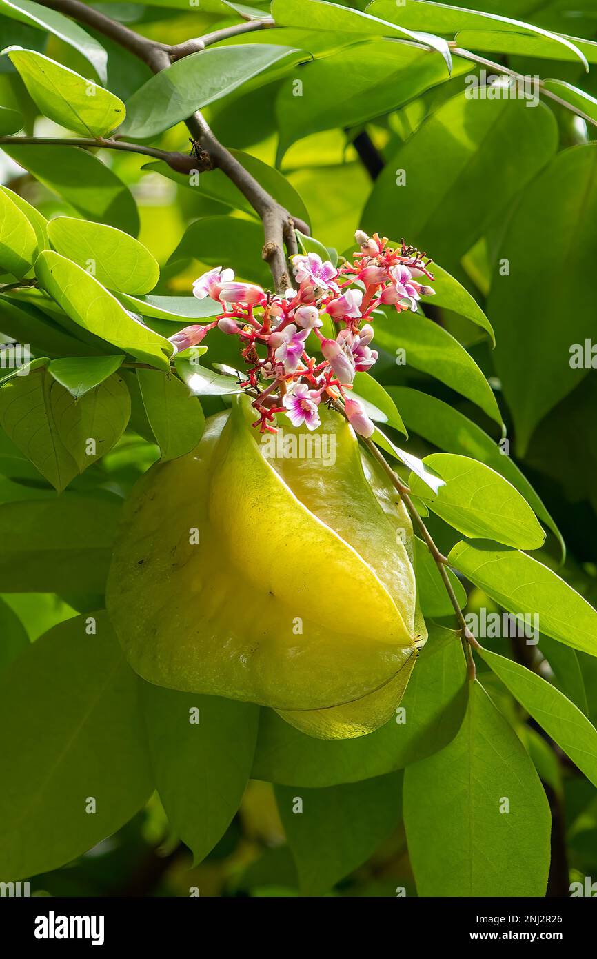 Averrhoa carambola, Star fruit Banque D'Images
