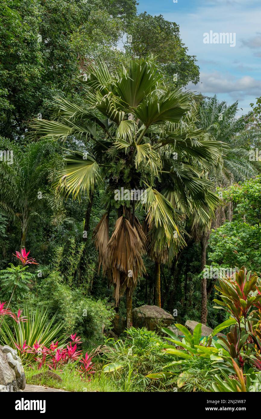 Lodoicea maldivica, Coco de Mer Banque D'Images
