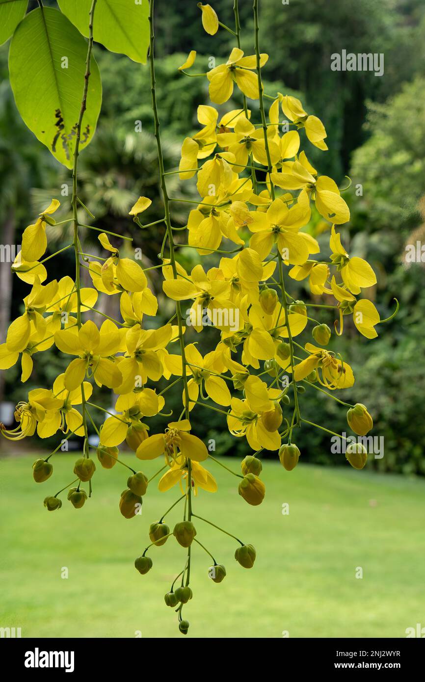 Laburnum anagyroides, arbre de la chaîne d'or Banque D'Images