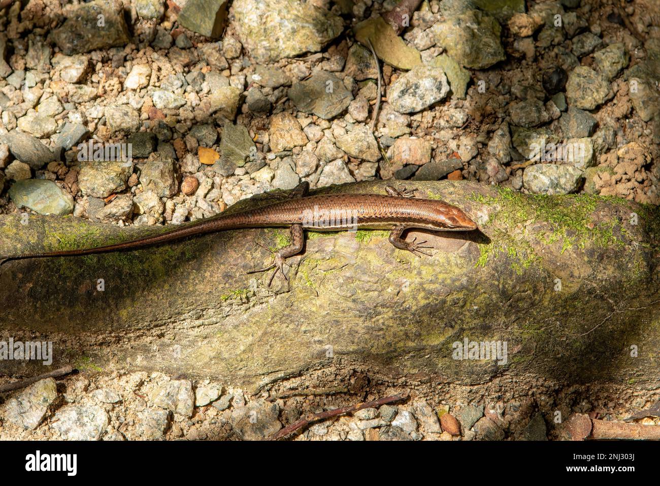 Seychelles Skink, Trachylepis seychellensis sur l'île de Mahé, Seychelles Banque D'Images