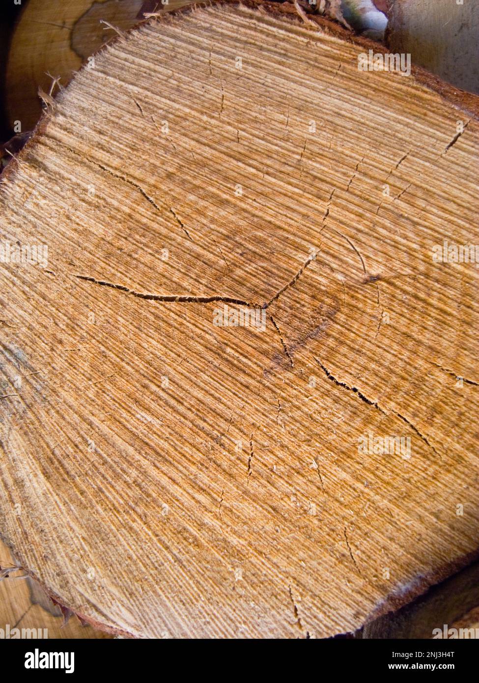Arrière-plans, bois, coupe à travers le bois montrant des anneaux et le modèle de croissance. Banque D'Images