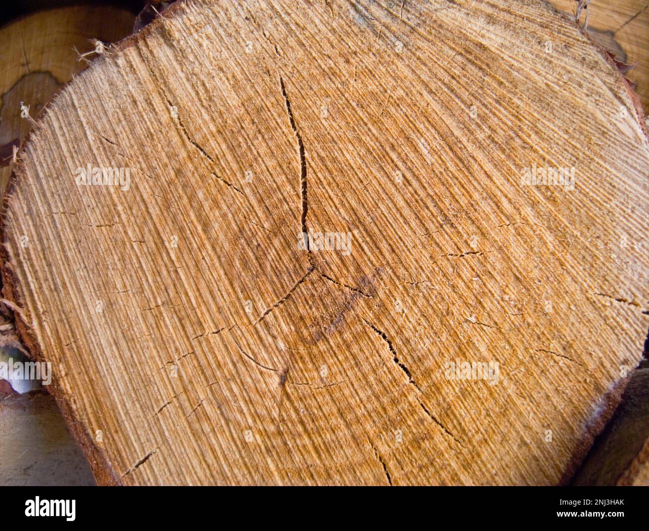 Arrière-plans, bois, coupe à travers le bois montrant des anneaux et le modèle de croissance. Banque D'Images