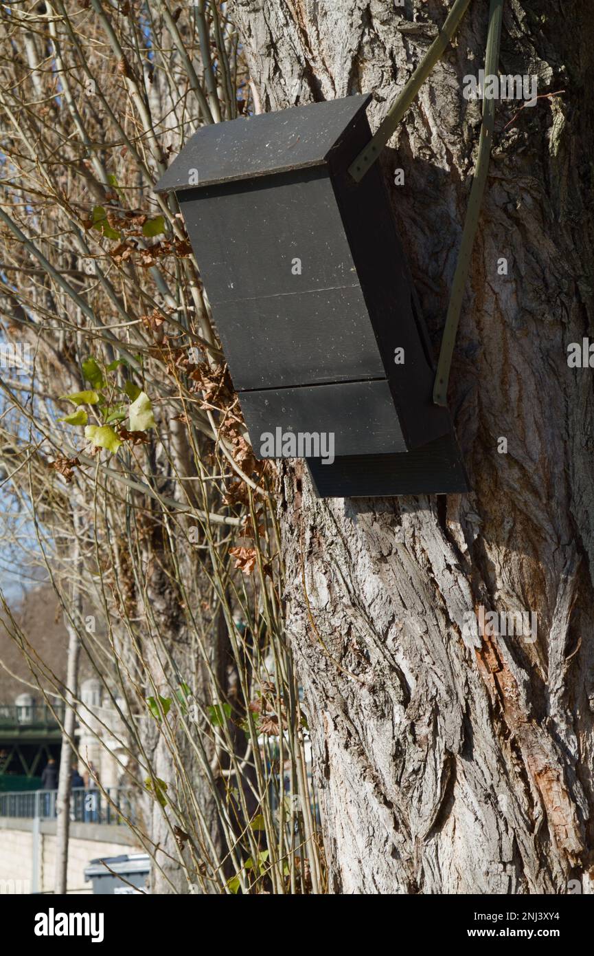 Boîte à chauves-souris accrochée au tronc d'Un arbre le long des rives de la Seine, Paris France Banque D'Images