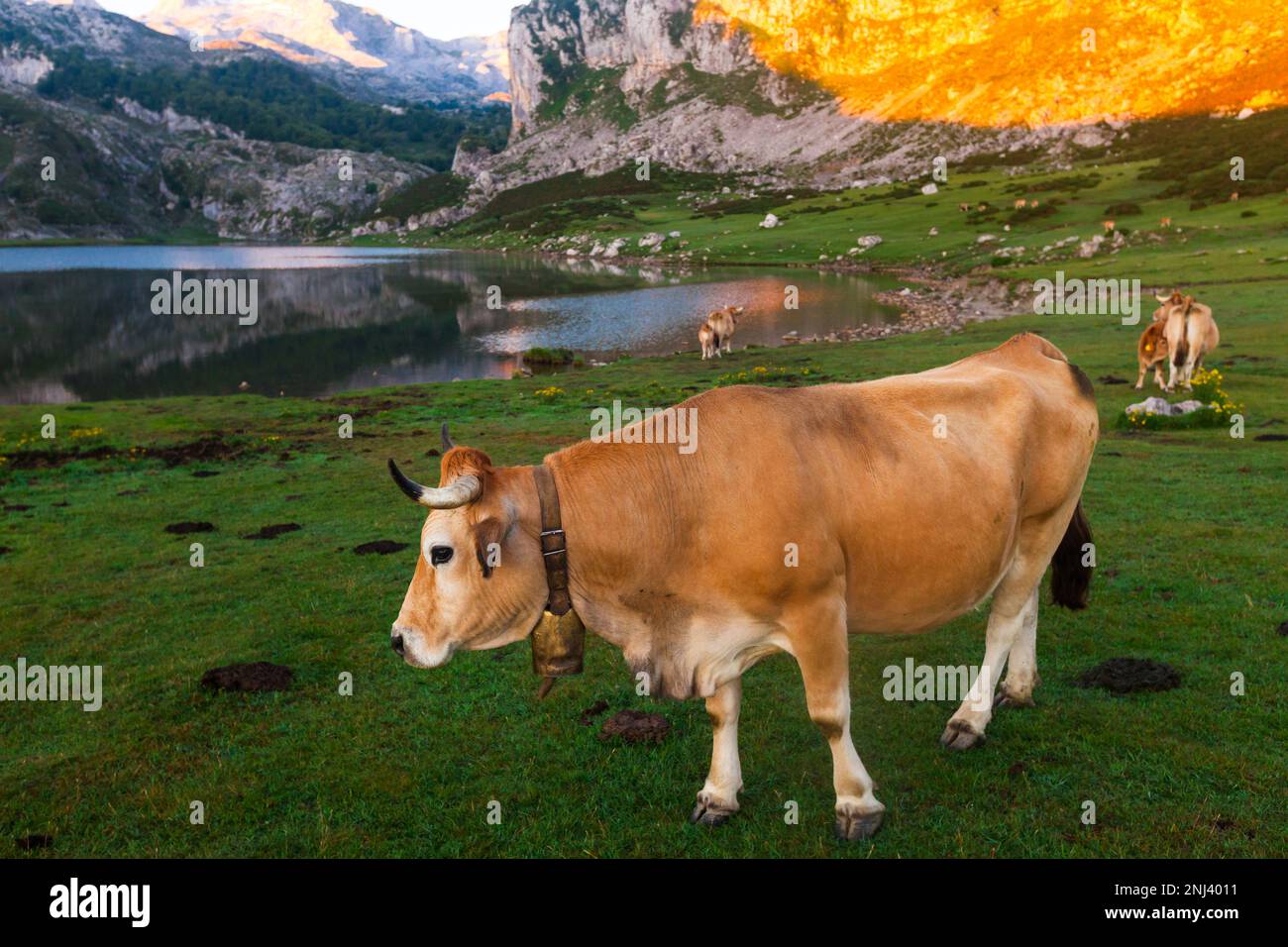 La vache à bétail des montagnes Asturies est assise sur la pelouse dans un parc national au lever du soleil Banque D'Images