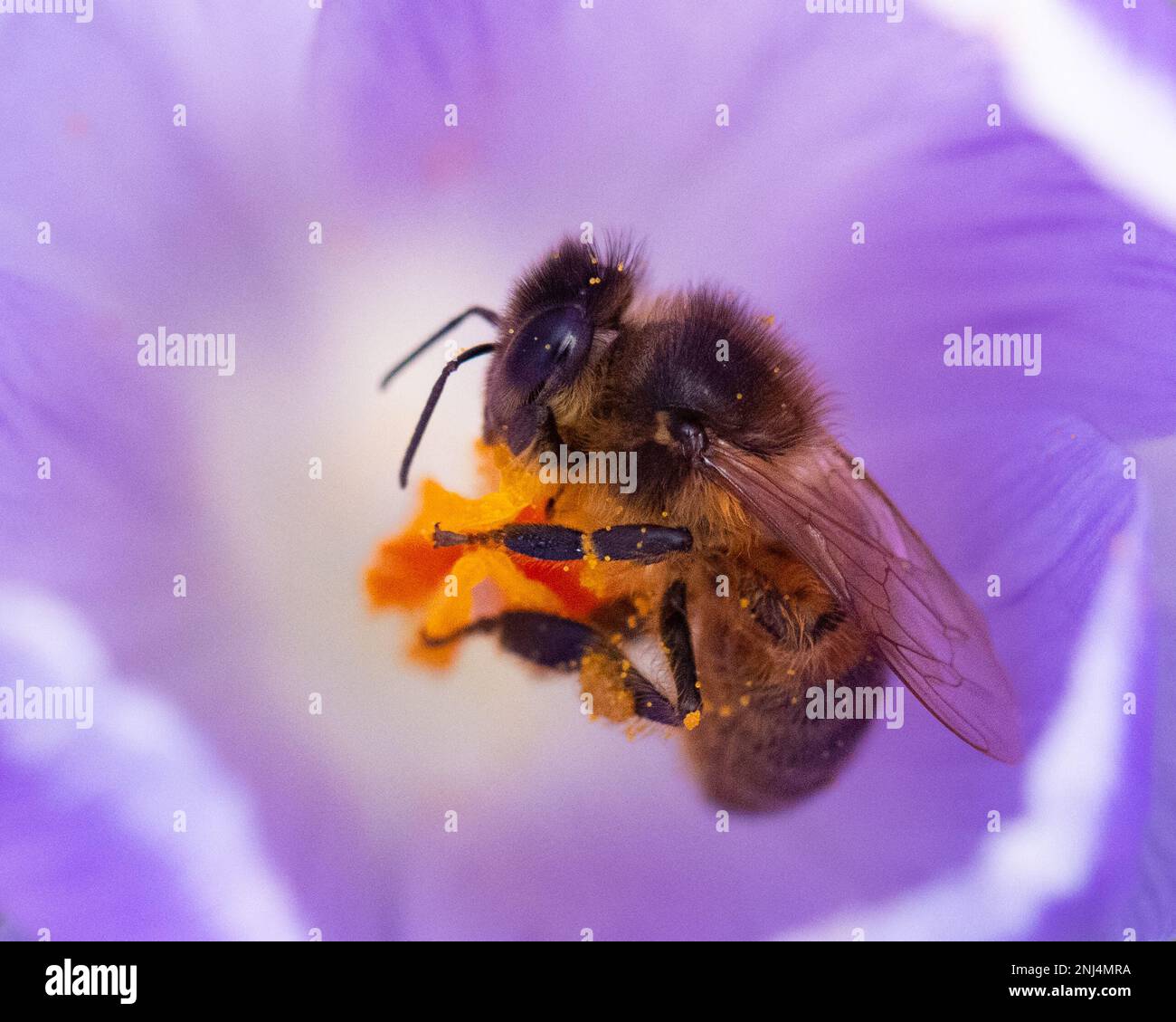 Killéarn, Stirling, Écosse, Royaume-Uni. 22nd févr. 2023. Météo au Royaume-Uni - les abeilles tirent parti du soleil et des températures légèrement plus élevées pour se nourrir sur les fleurs de crocus (l'une des premières sources de pollen disponibles au printemps) dans un jardin Killén crédit: Kay Roxby/Alamy Live News Banque D'Images