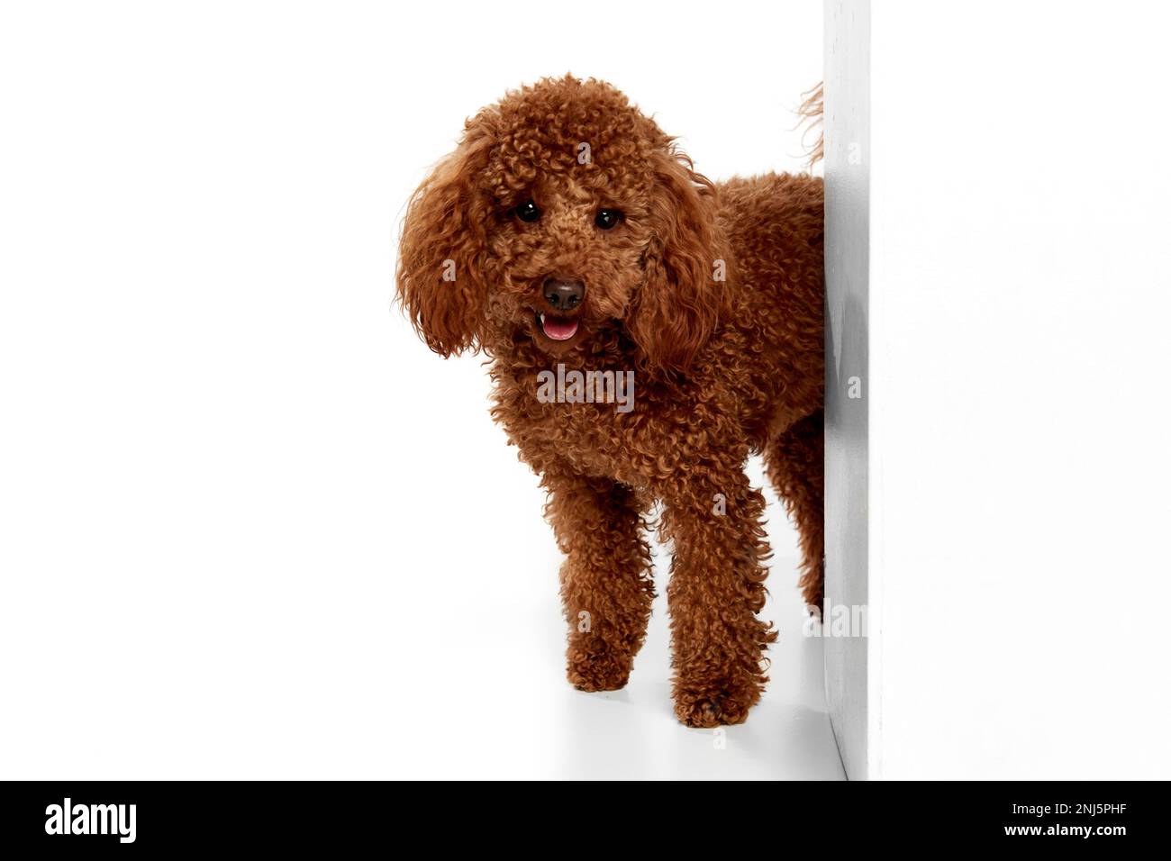 Joli chien de chien rouge-brun qui se pose sur fond blanc de studio. L'animal de compagnie a l'air heureux, sain et soigné. Concept de soin des animaux, vétérinaire, mode, annonce Banque D'Images