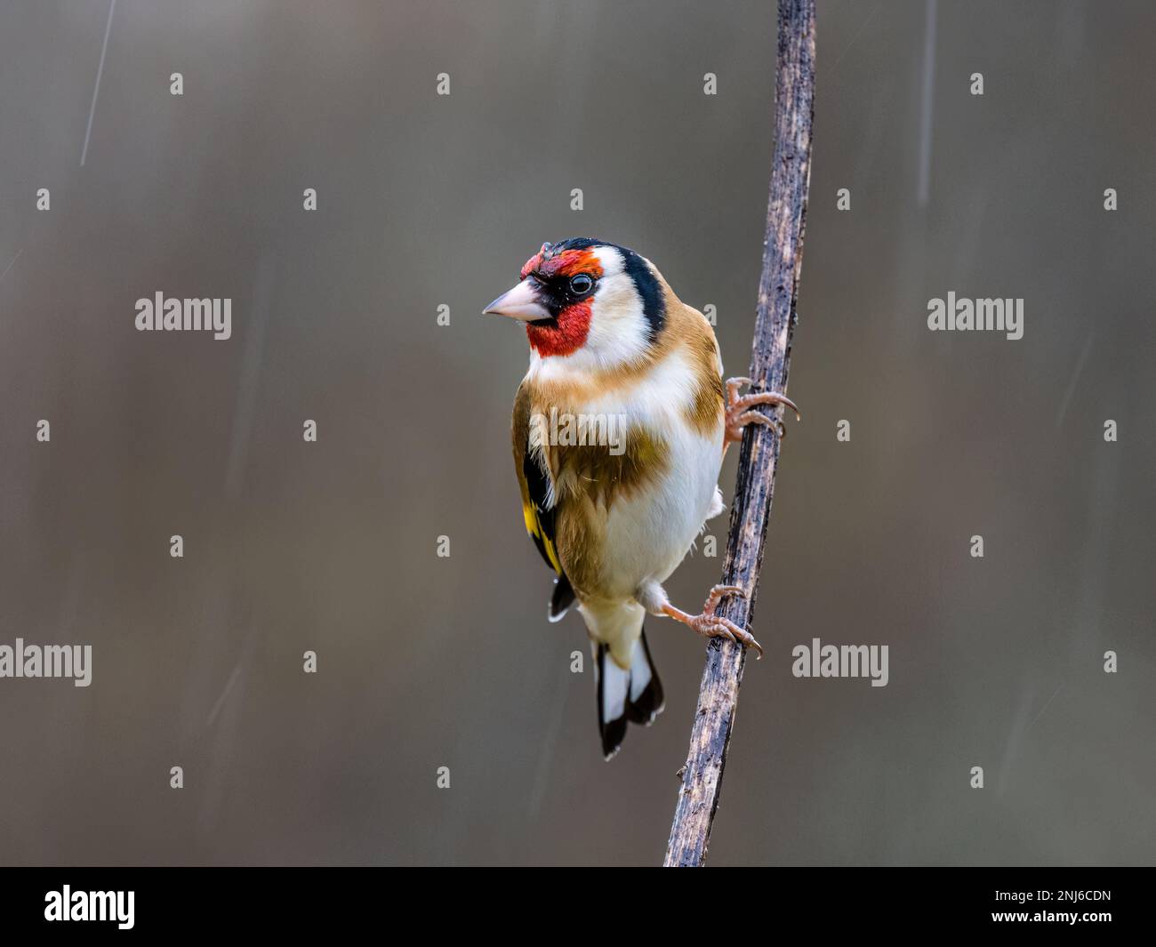 Un égolffinch pris dans une douche d'hiver au milieu du pays de Galles Banque D'Images