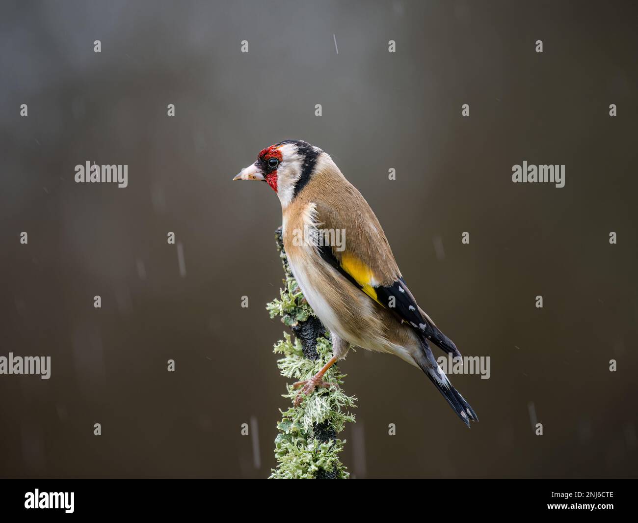 Un égolffinch pris dans une douche d'hiver au milieu du pays de Galles Banque D'Images