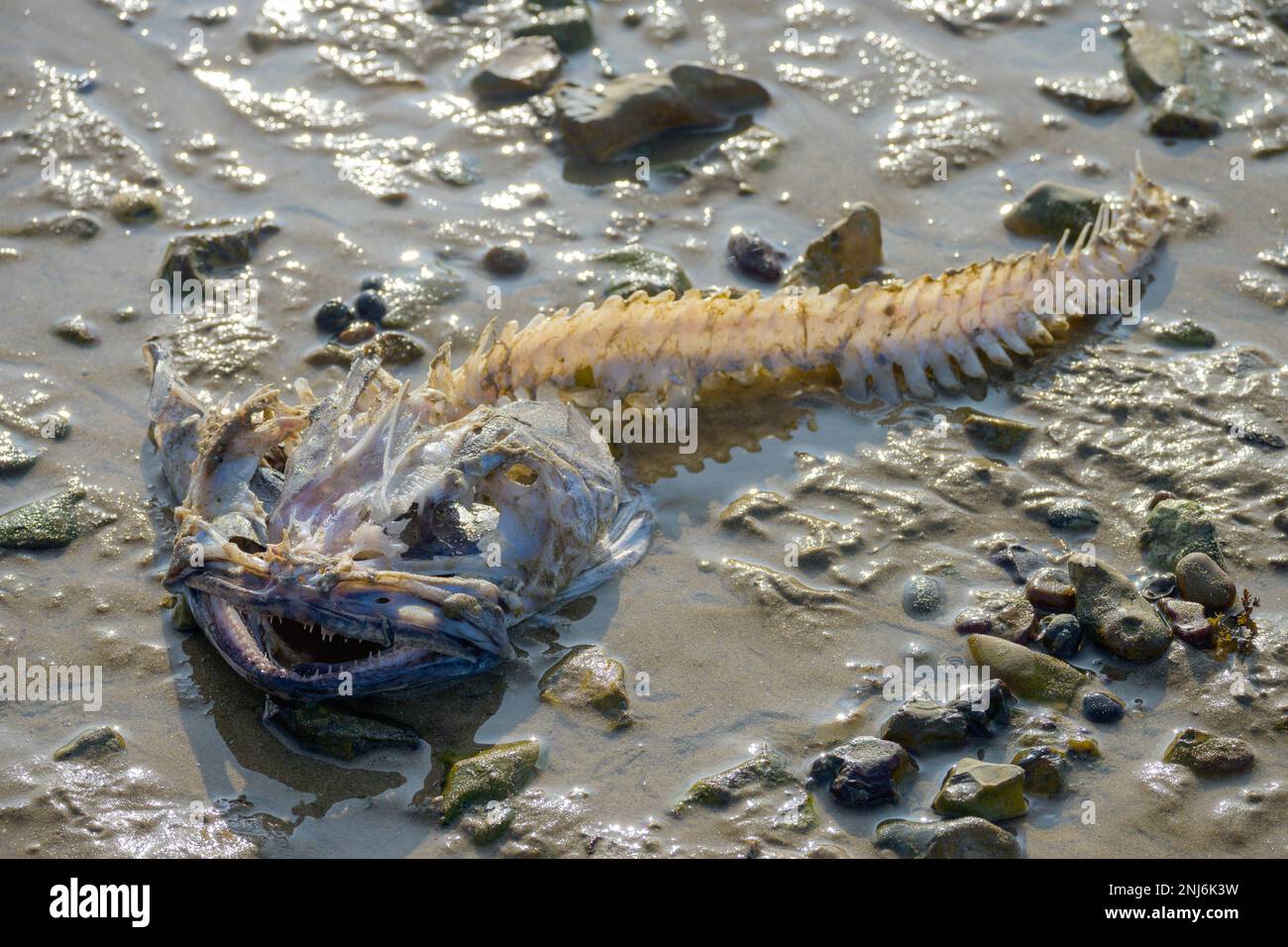Squelette de poisson sur la plage. Pêche à la ligne / monkfish. Whitstable, Kent, Angleterre, Royaume-Uni. Février Banque D'Images