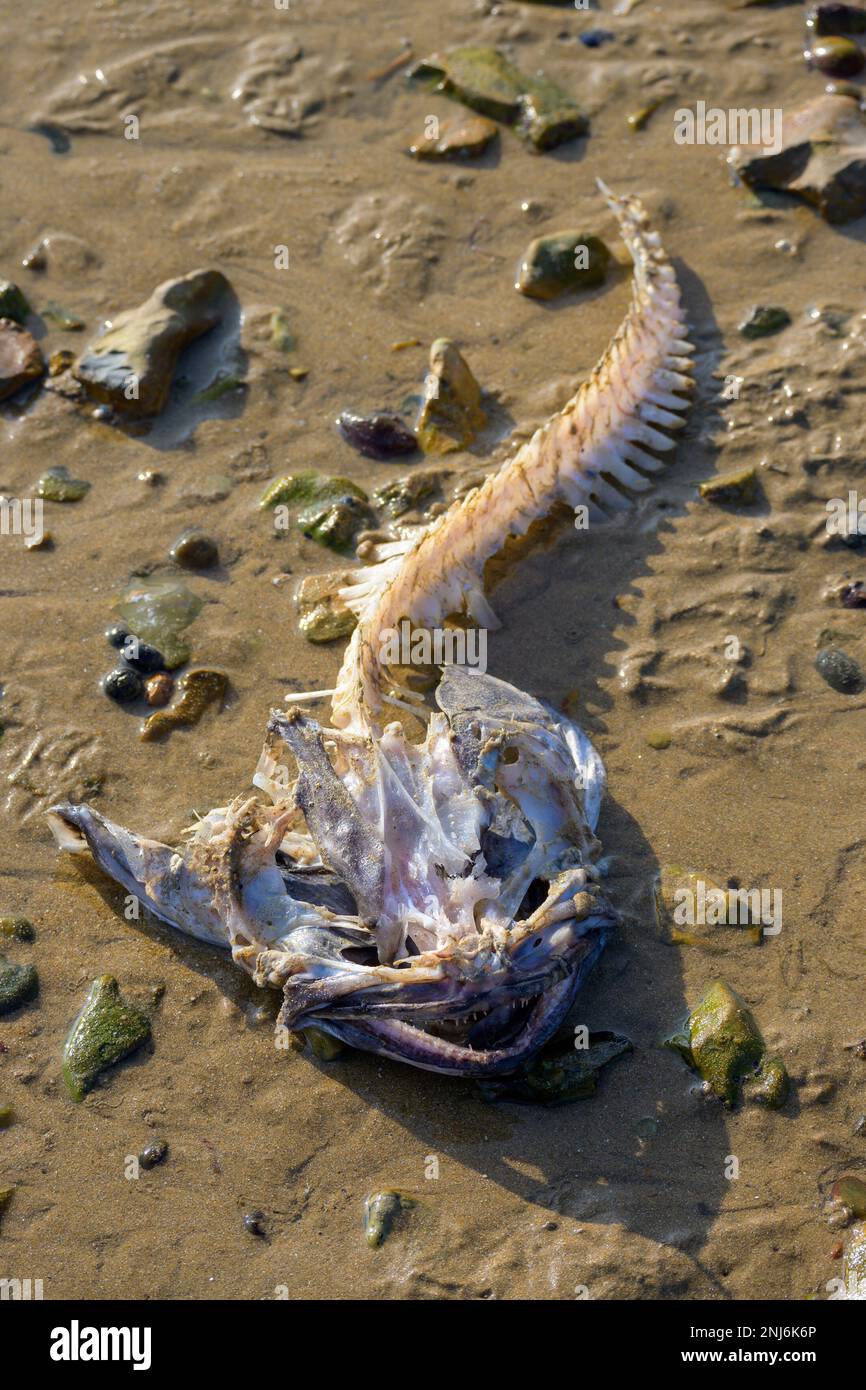 Squelette de poisson sur la plage. Pêche à la ligne / monkfish. Whitstable, Kent, Angleterre, Royaume-Uni. Février Banque D'Images