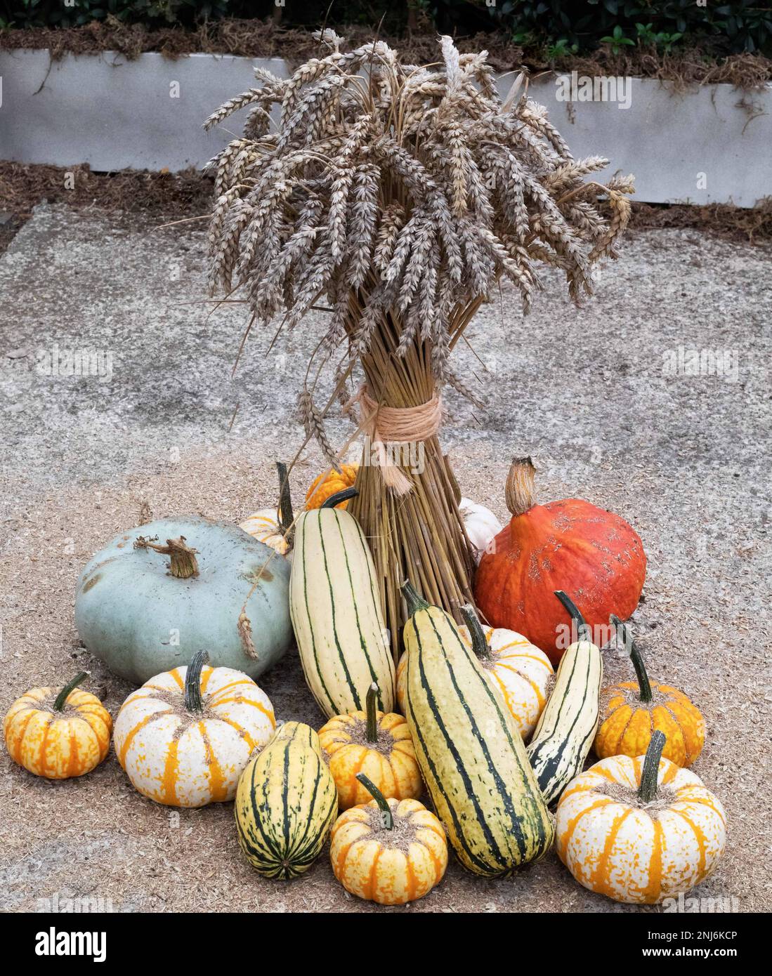Exposition de gourdes, de citrouilles et de feuilles de blé au Chelsea Flower Show en 2021. Dans une belle variété de couleurs et de rayures telles que l'orange, le jaune, le vert, le bleu Banque D'Images