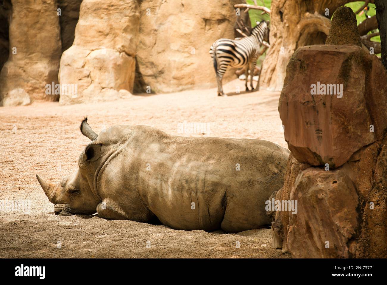 Plan complet d'un rhinocéros pris du côté allongé sur un sol sablonneux, dans les rochers de fond et un zèbre. Banque D'Images