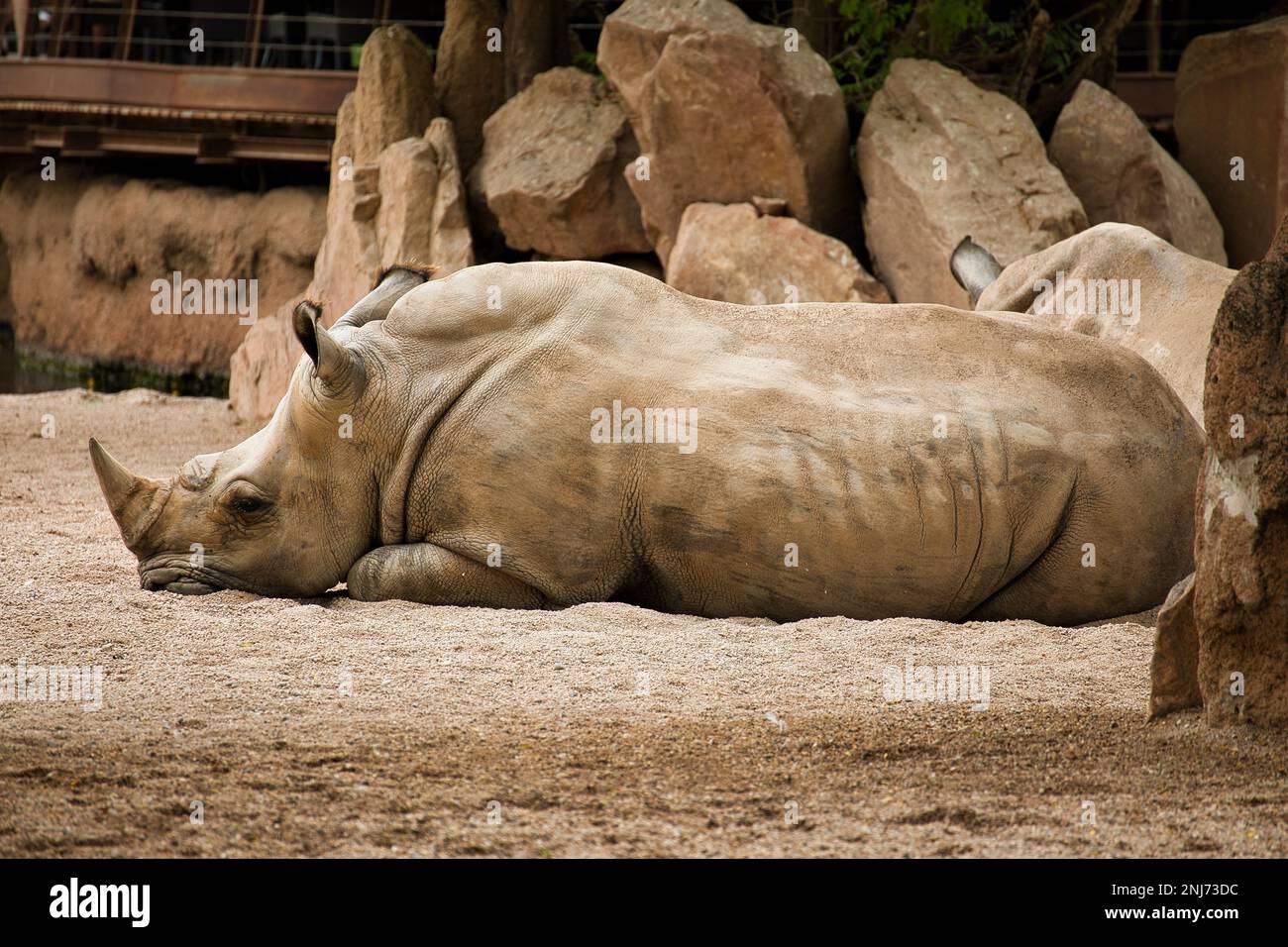 Plan complet d'un rhinocéros pris du côté allongé sur un sol sablonneux, rochers en arrière-plan. Banque D'Images