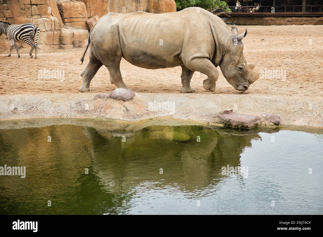 Plan de corps complet d'un rhinocéros du côté passant par un lac dans lequel il est réfléchi, en arrière-plan un mur de roche et un zèbre. Banque D'Images