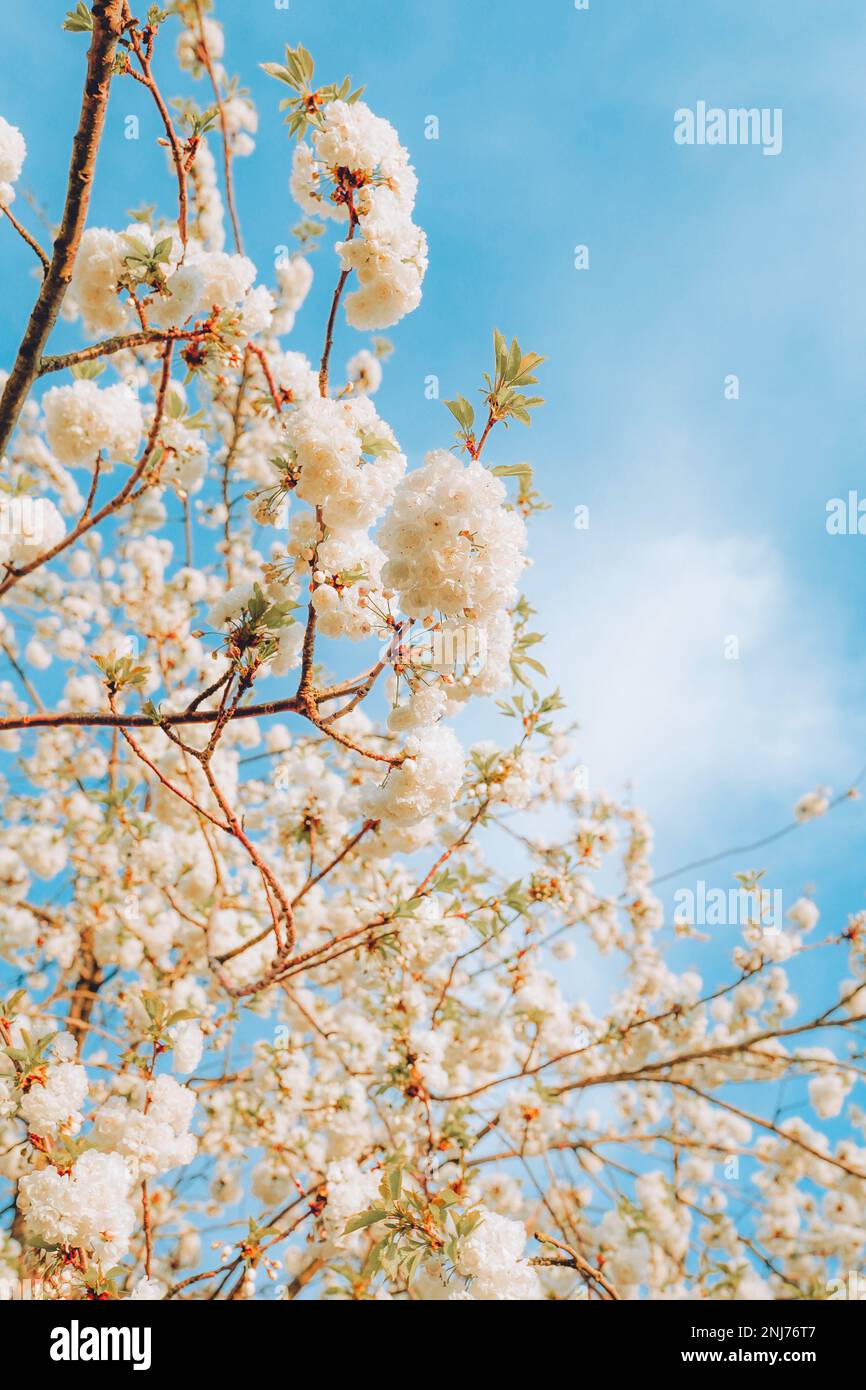 Branches de cerisier en fleur sur fond ciel bleu clair et doux en plein soleil. Belle image florale de la nature printanière. Banque D'Images