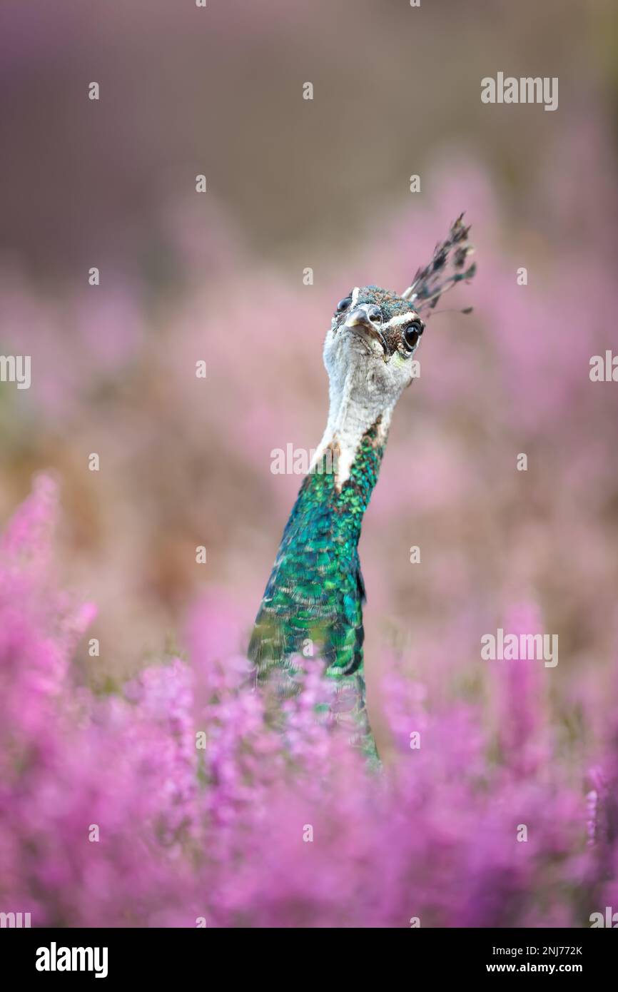 Gros plan d'un Peahen coloré en chiné rose, Royaume-Uni. Banque D'Images