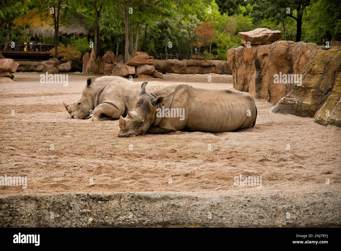 Plan de deux rhinocéros pris du côté sur un sol sablonneux, des rochers et des arbres en arrière-plan. Banque D'Images