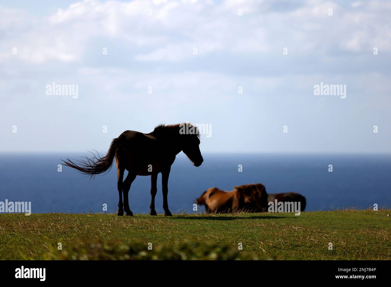 Yonaguni uma horses are in pasture at Yonaguni-jima Island in Okinawa Prefecture on Sep.9, 2022. The horse is native to the Island and is one of eight horse breeds native to Japan.( The Yomiuri Shimbun via AP Images ) Banque D'Images