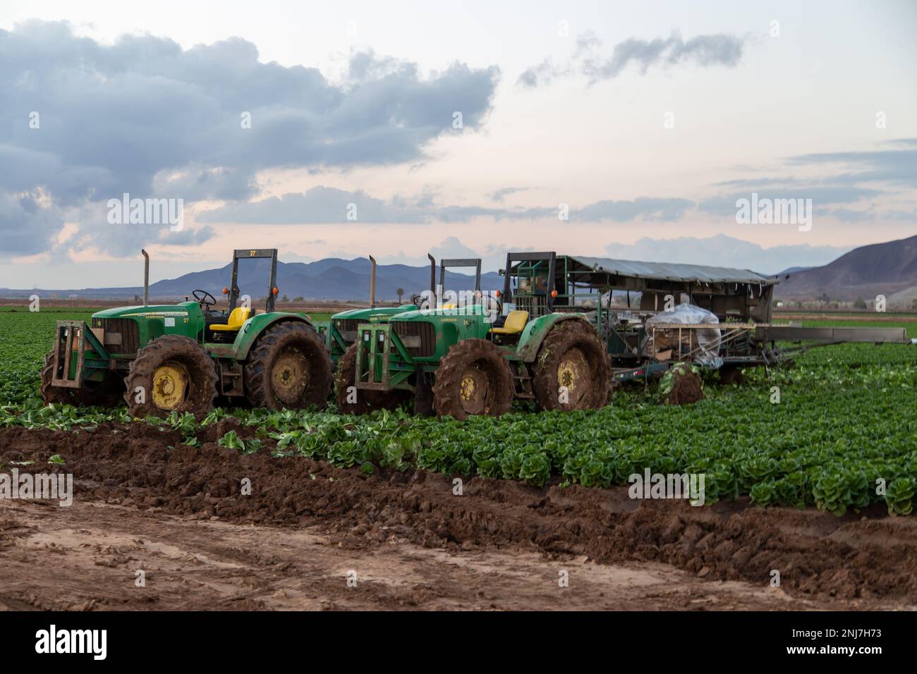 Agriculture à Yuma Az Banque D'Images