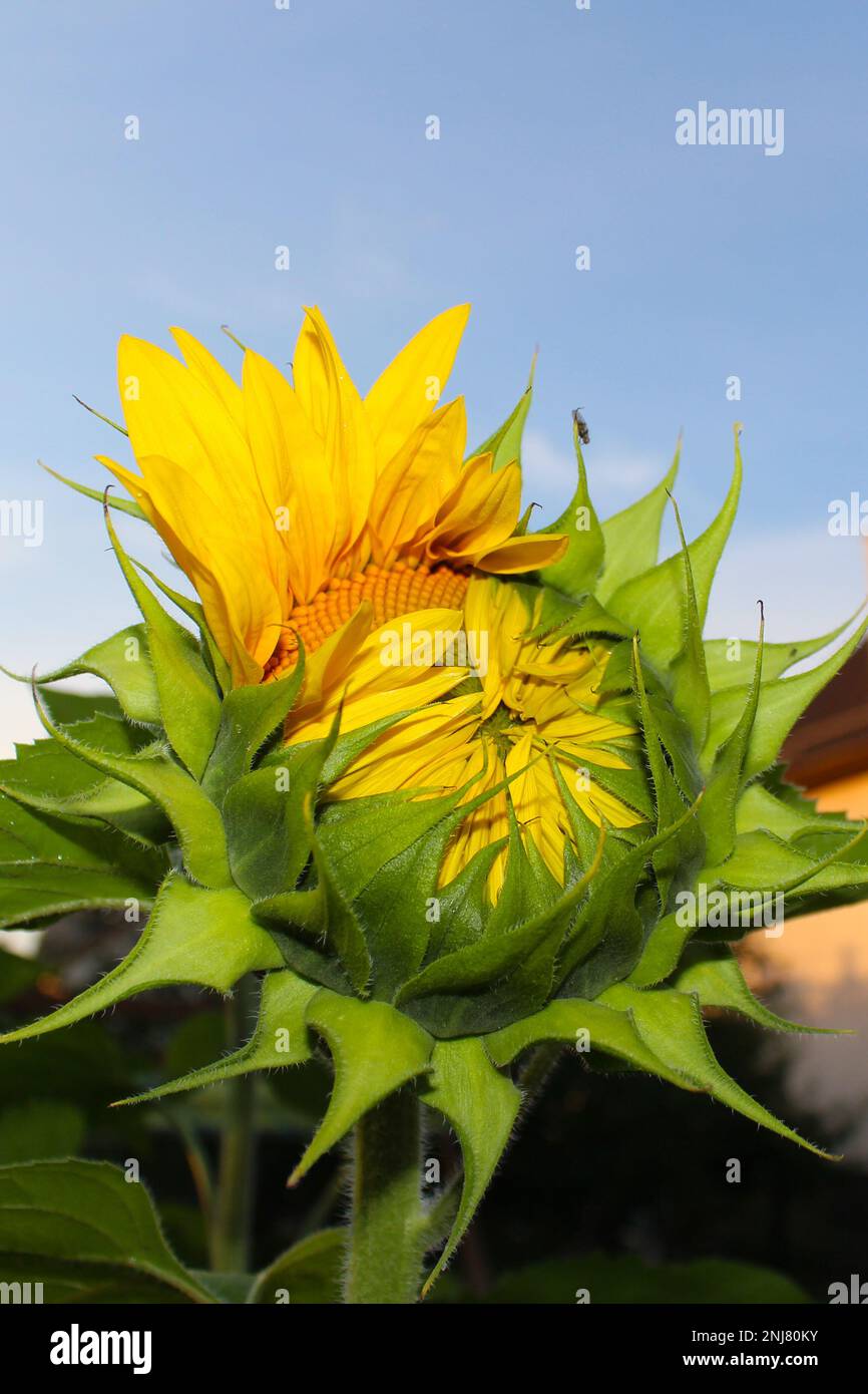 Le début de la floraison du tournesol contre le ciel bleu. Lance les premières feuilles le matin. Un gros plan d'un tournesol. Jardins du cottage. Banque D'Images