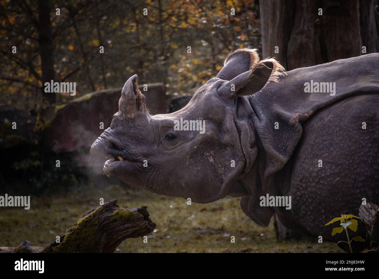 Profil de Rhino indien dans le jardin zoologique. Portrait latéral de Rhinoceros Unicornis respiration au zoo. Banque D'Images