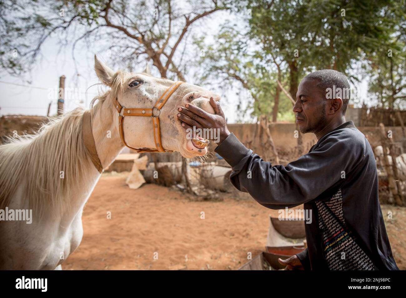 Un propriétaire de cheval appelé Cedikou joue avec l'un de ses chevaux à l'arrière de l'hippodrome de Niamey. Niger un pays ouest-africain enclavé d'environ 25 millions d'habitants est l'un des pays les plus pauvres du monde. Banque D'Images