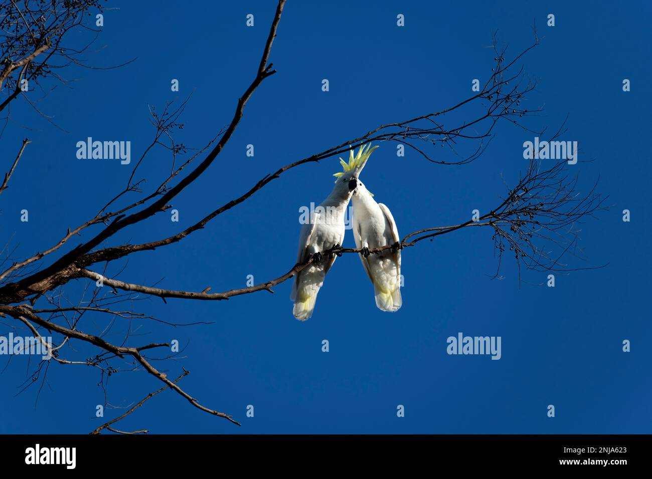 Une paire de Cockatoos à Crested Sulphur (Cacatua galerita) exprimant l'amour sur la branche d'un arbre à Sydney, Nouvelle-Galles du Sud, Australie (photo de Tara Chand Malhotra Banque D'Images