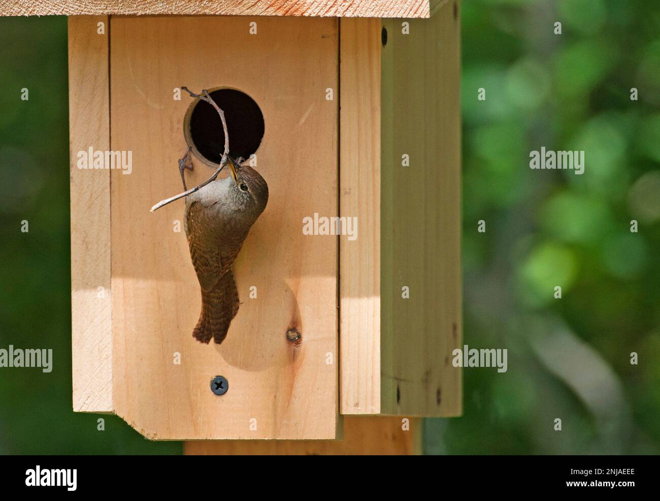 Le wren de maison apportant le matériel de nidification à la boîte de nid Banque D'Images