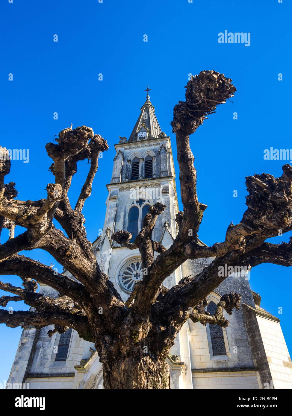 Branches d'arbres Tilleul / Linden en face de l'église de ville - Ligueil, Indre-et-Loire (37), France. Banque D'Images