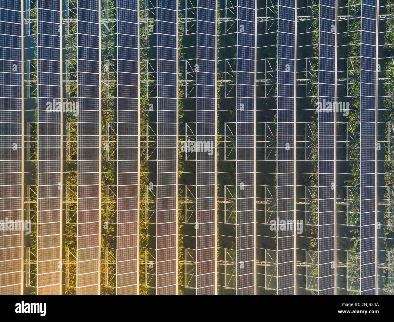 Serre pour la culture de légumes avec panneaux photovoltaïques montés Banque D'Images