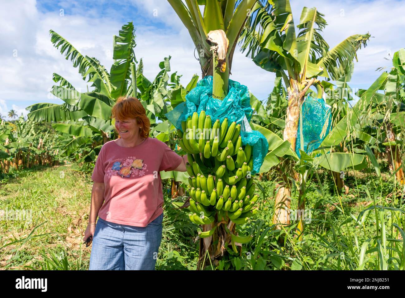Femme par bouquet de bananes dans les plantations de bananes, Rivière-Salée, Martinique, Petites Antilles, Caraïbes Banque D'Images
