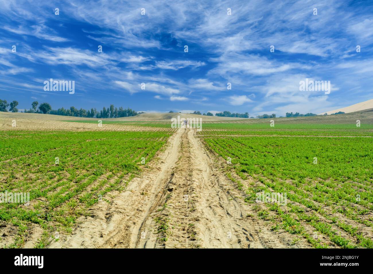Longue route de terre dans le désert Banque D'Images