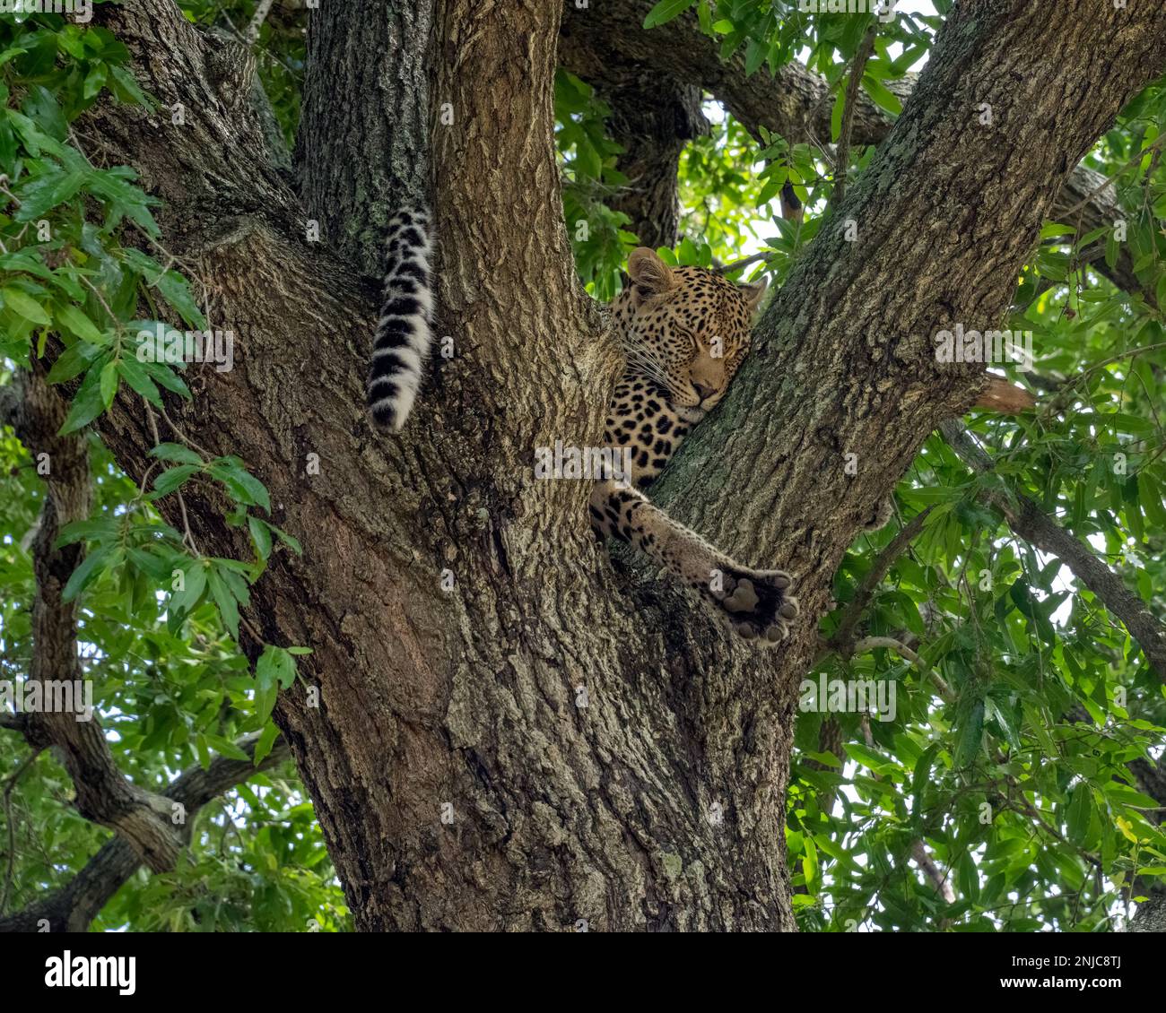 Léopard dormant dans les branches d'un arbre en Afrique du Sud Banque D'Images