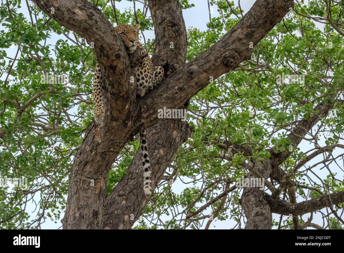 Léopard dormant dans les branches d'un arbre Banque D'Images