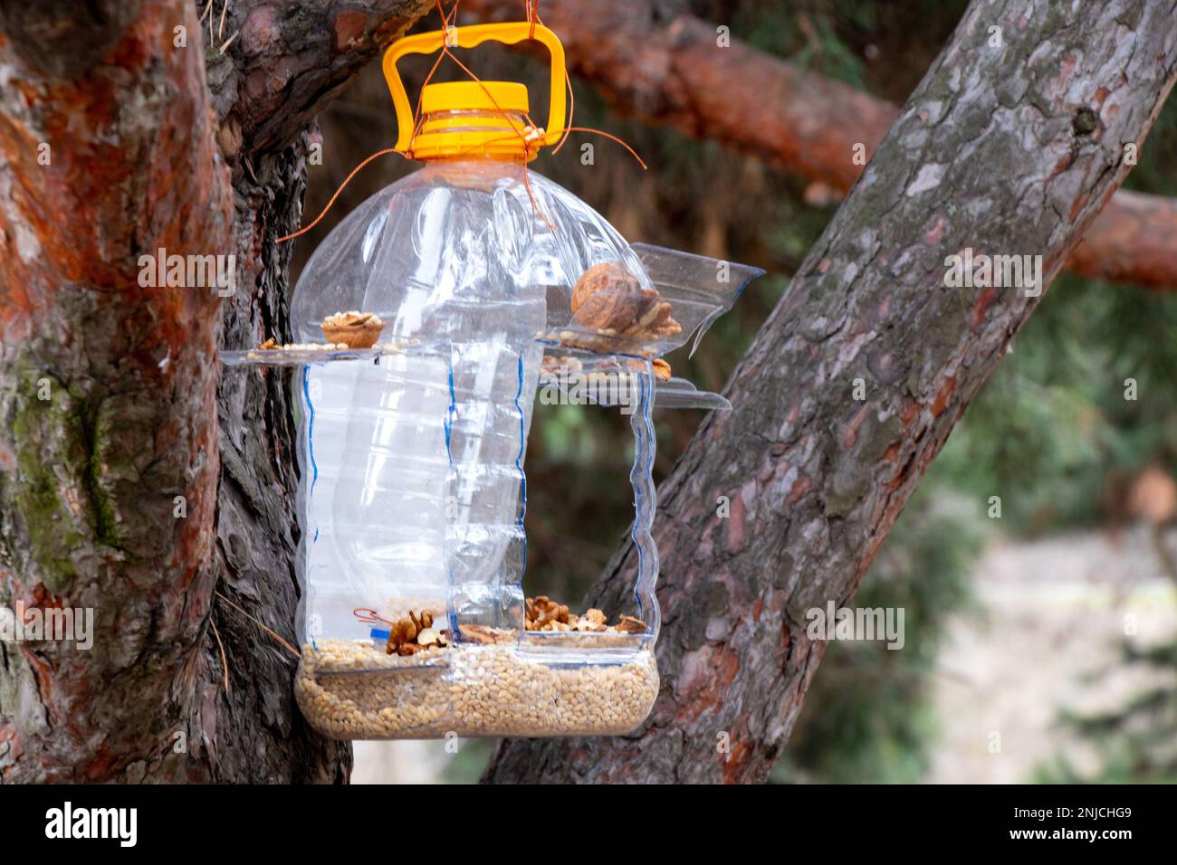 Garde-manger maison accrochée sur un arbre de Noël avec du grain et des noix dans la forêt pendant la journée Banque D'Images