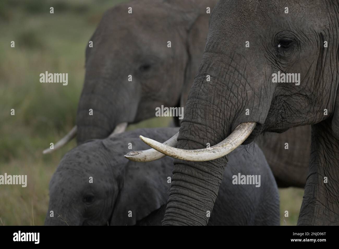 Éléphants sur Safari au Kenya Banque D'Images