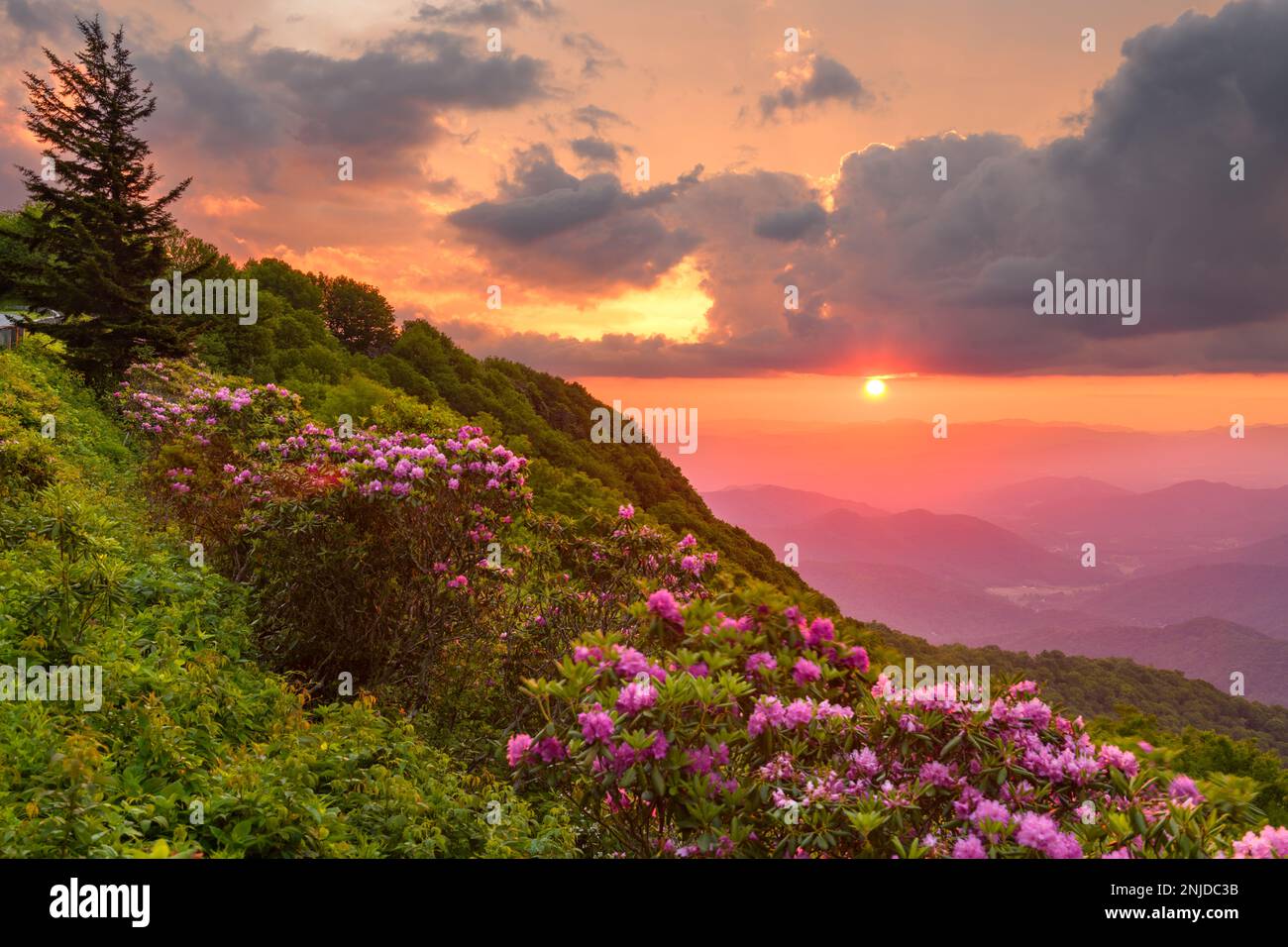 Les Great Craggy Mountains le long de la Blue Ridge Parkway en Caroline du Nord, États-Unis avec Catawba Rhododendron pendant un coucher de soleil de la saison de printemps. Banque D'Images