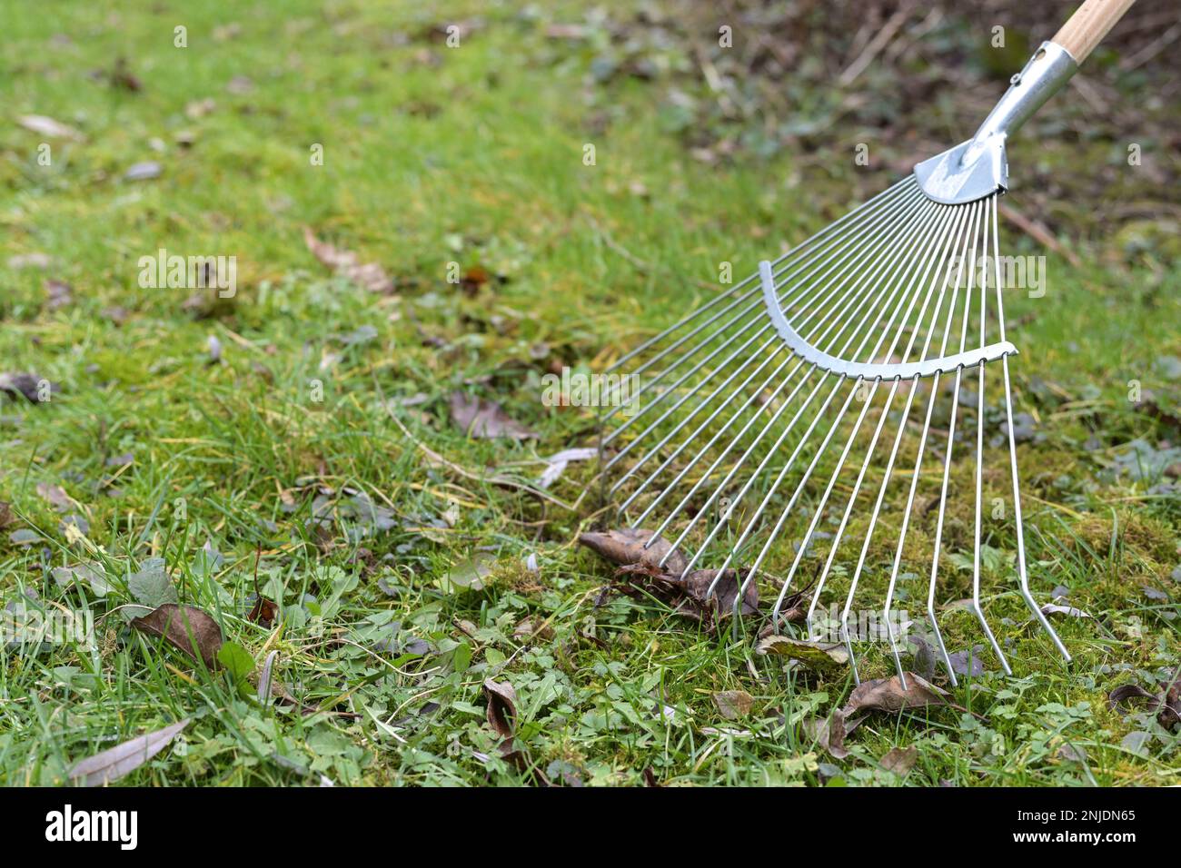 Retirer les feuilles brunes de la prairie avec un râteau à feuilles en métal, le nettoyage de printemps dans le jardin et la cour, l'espace de copie, le foyer sélectionné, la profondeur étroite de fiel Banque D'Images