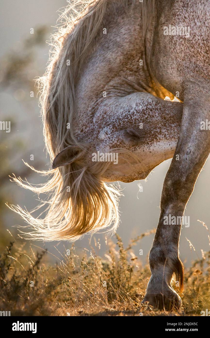 Ces magnifiques chevaux sauvages vivent en Italie gratuitement à jamais Banque D'Images