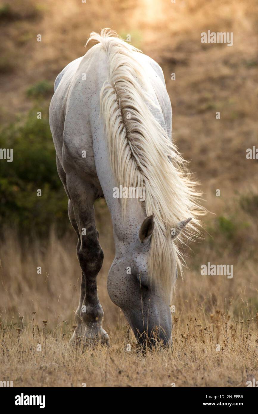 Ces magnifiques chevaux sauvages vivent en Italie gratuitement à jamais Banque D'Images