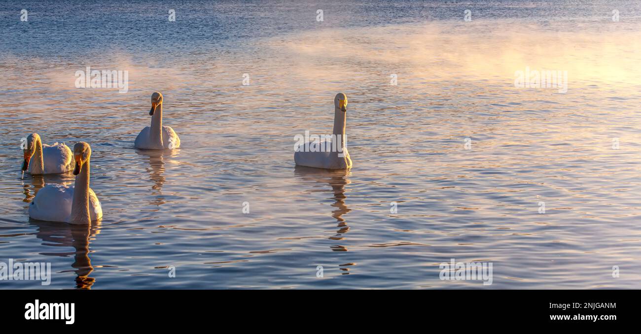 Plusieurs cygnes blancs dans le lac contre les volcans et ciel bleu à Kamchatka Banque D'Images