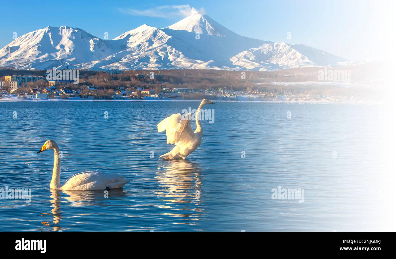 La paire de cygnes blancs dans le lac contre les volcans et le ciel bleu à Kamchatka Banque D'Images