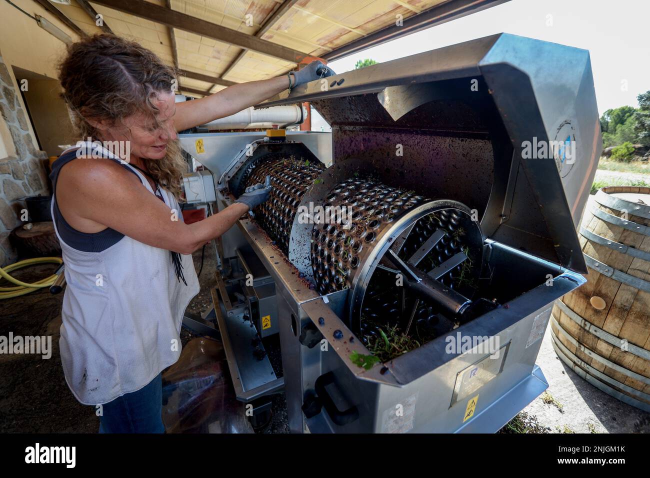 A worker uses the destemmer, on August 23, 2022, in San Martín de Valdeiglesias, Madrid (Spain). Farmers in Madrid's wine sector have brought forward the harvest to late August and early September because of high temperatures and drought, and have warned of the danger to next year's crops. AUGUST 23;2022;GRAPES;WINERY Ricardo Rubio / Europa Press 08/23/2022 (Europa Press via AP) Banque D'Images