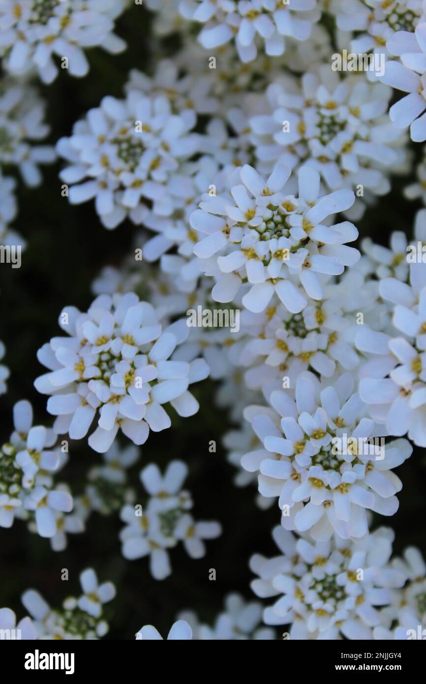 Evergreen Candytuft (Iberis sempervirens) Banque D'Images